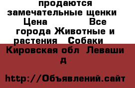 продаются замечательные щенки › Цена ­ 10 000 - Все города Животные и растения » Собаки   . Кировская обл.,Леваши д.